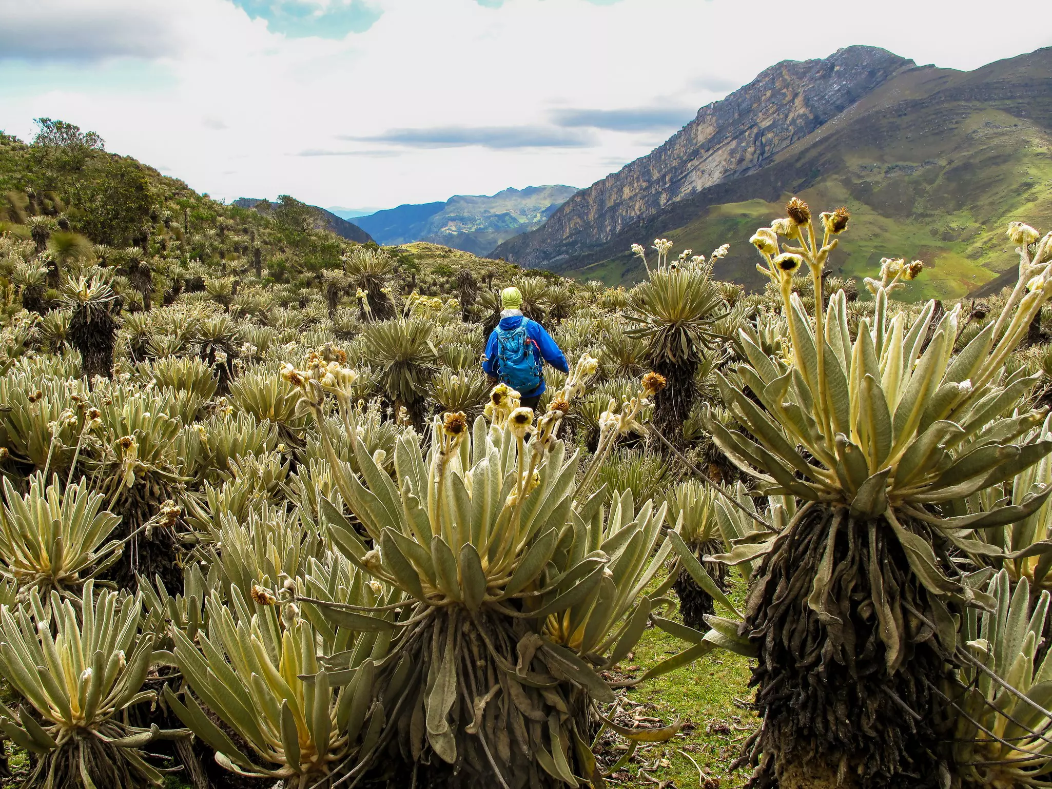See unique frailejones plants on a hike in the páramos © Shutterstock