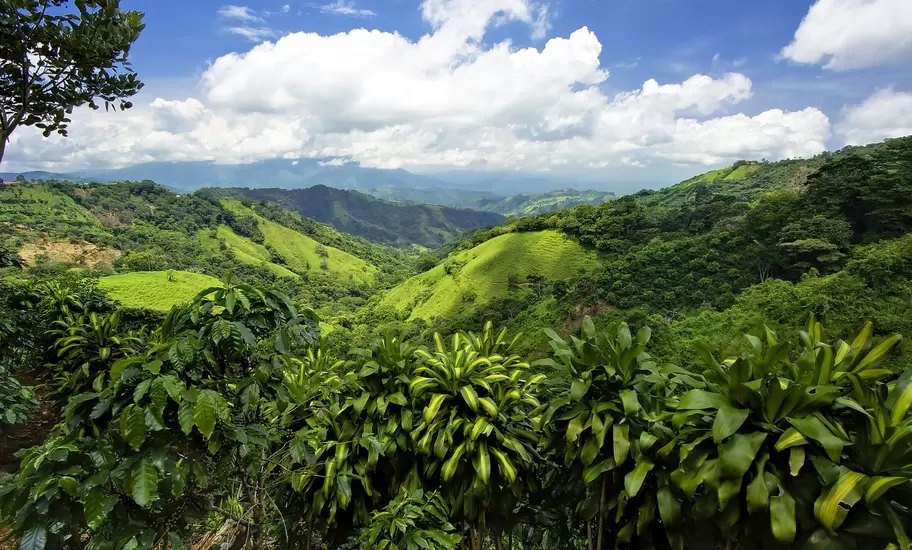 Rolling green tropical hills and distant mountains seen over rows of coffee bushes and broad-leaved plants