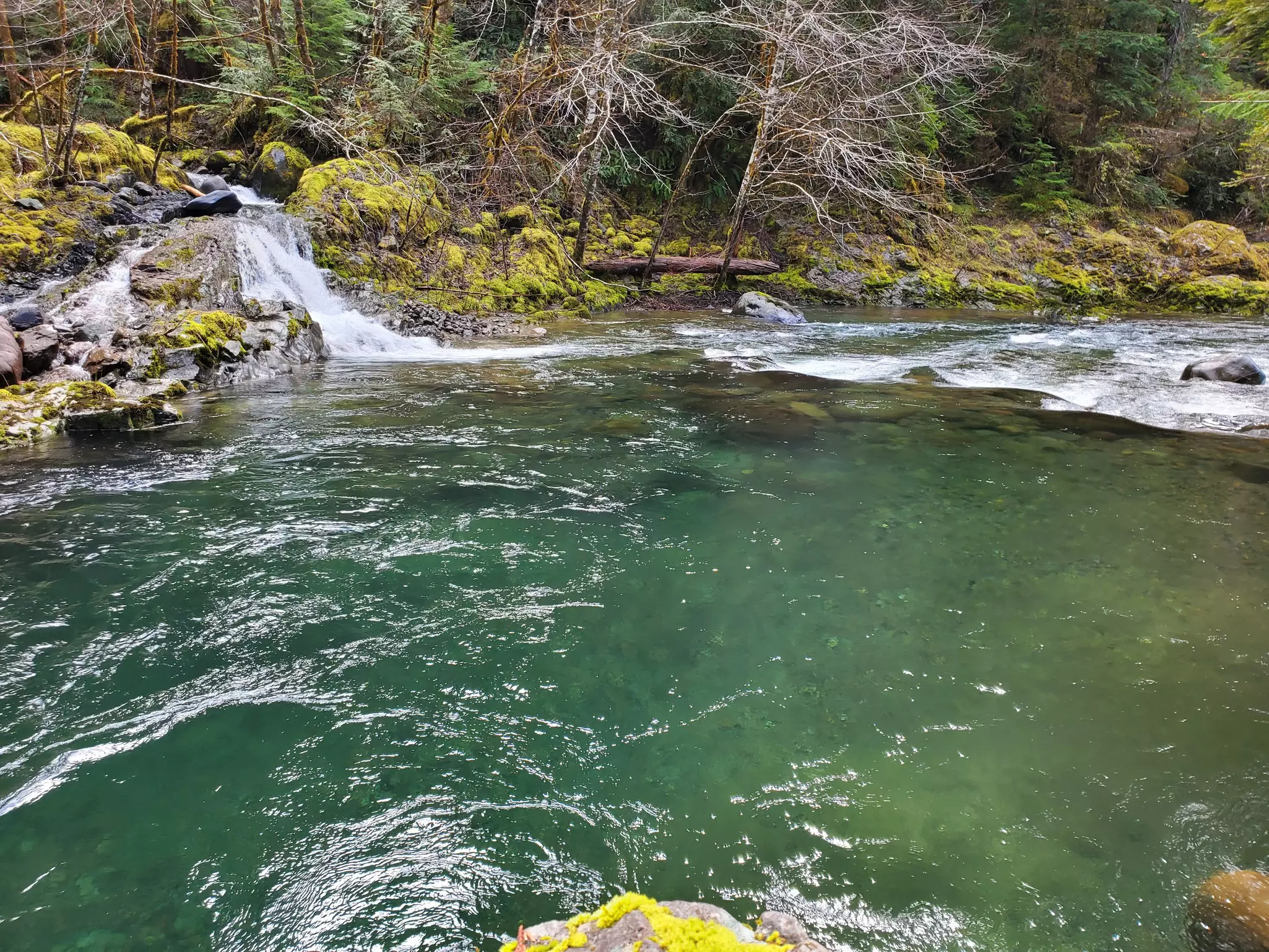 A river with low falls surrounded by leafless trees and evergreens on an overcast day.