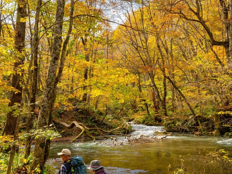 27 October 2022, The tourists were trekking in the natural trail of Oirase stream during foliage autumn season. This stream is part of Towada-Hachimantai national park in Aomori, Tohoku, japan
