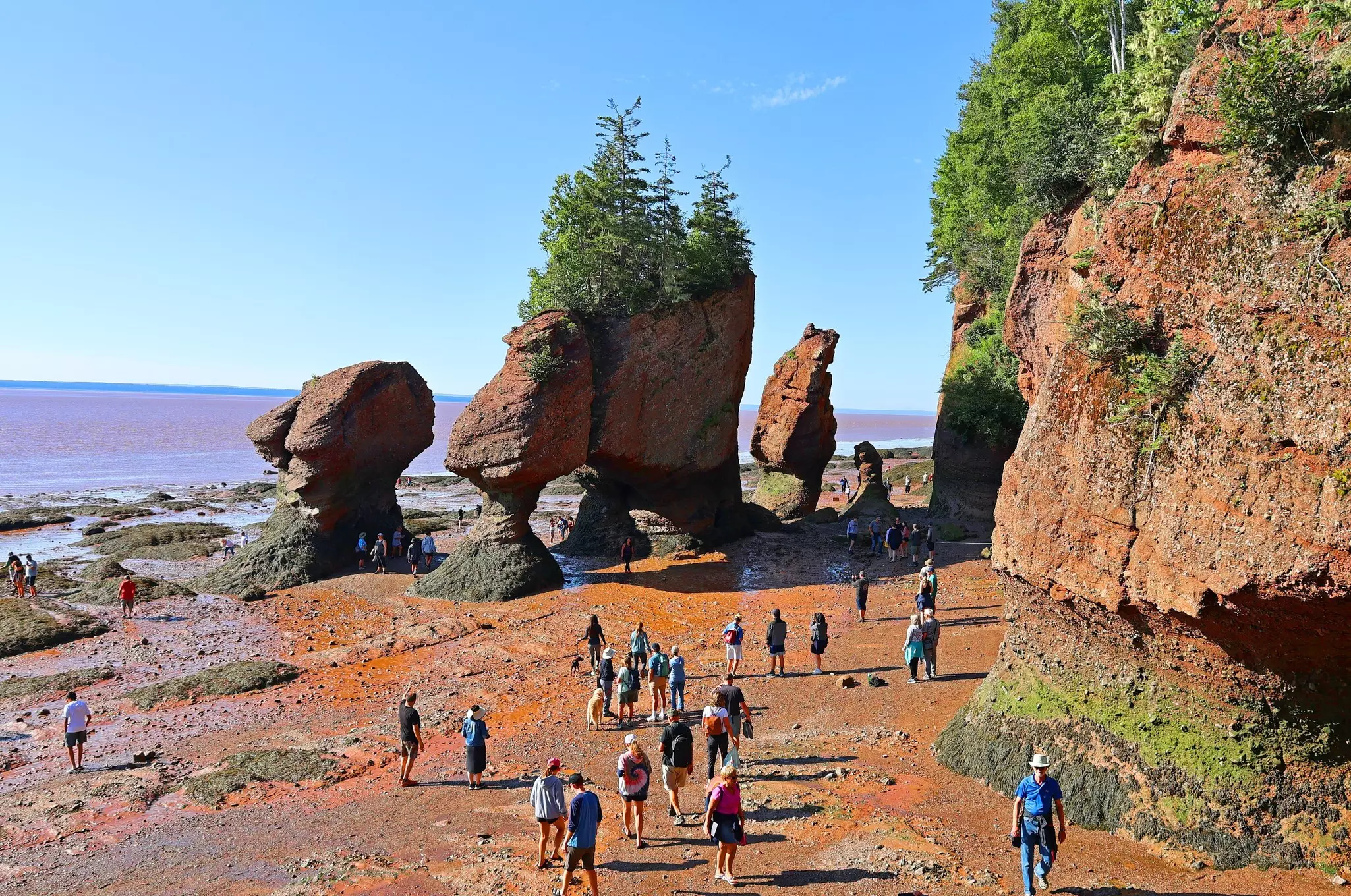 Park visitors explore the ocean floor at low tide in the Bay of Fundy.