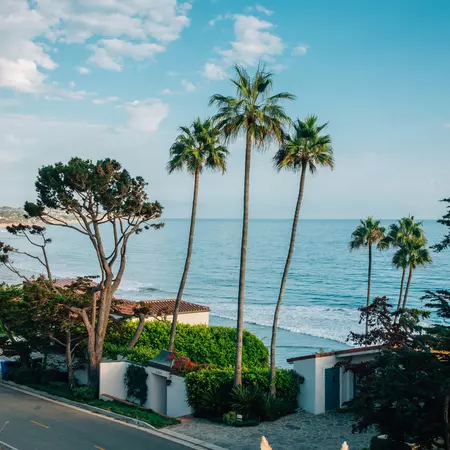 Beachfront palm trees and houses.