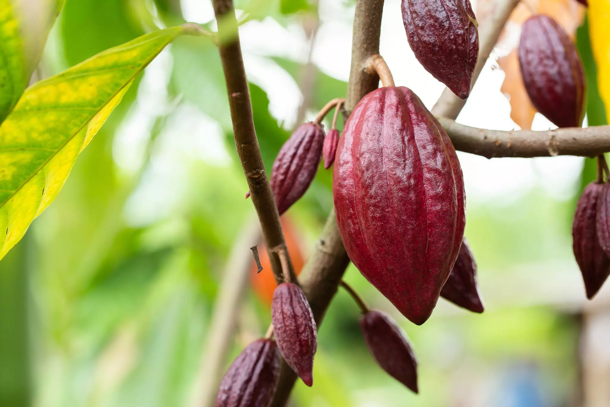 Organic cocoa fruit pods on a cacao tree (Theobroma cacao).