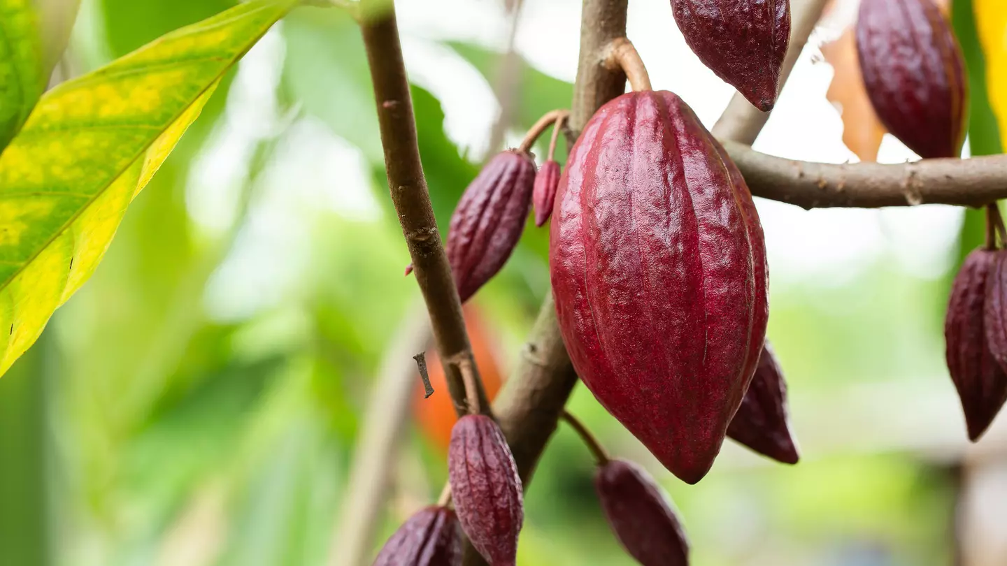 Organic cocoa fruit pods on a cacao tree (Theobroma cacao).