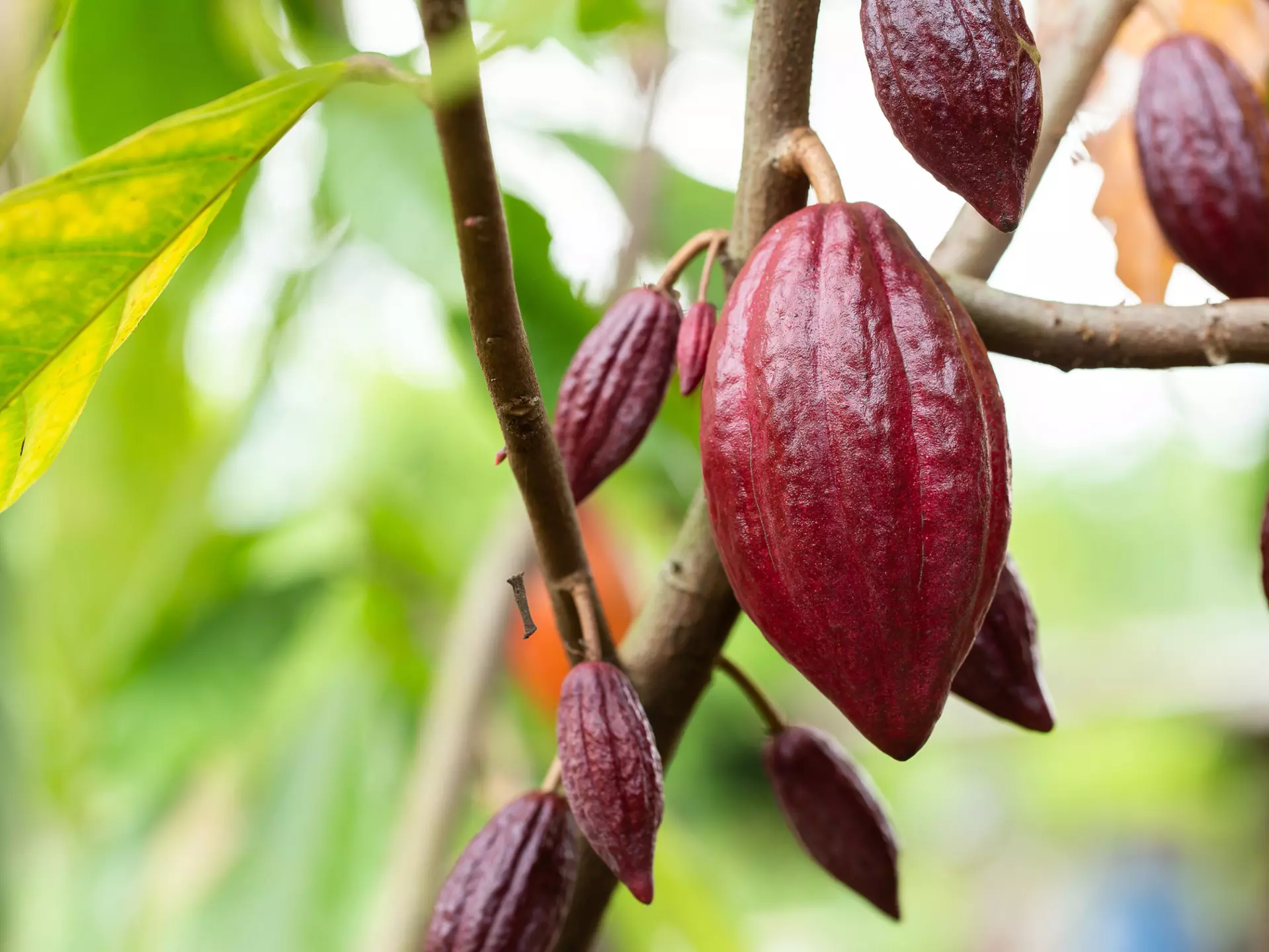 Organic cocoa fruit pods on a cacao tree (Theobroma cacao).
