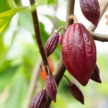 Organic cocoa fruit pods on a cacao tree (Theobroma cacao).