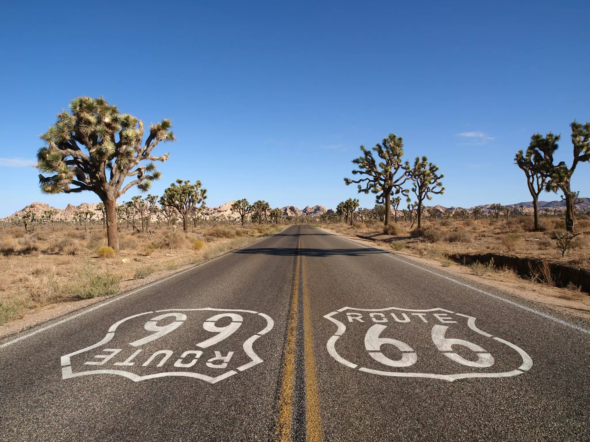 A straight road with white markings that say "ROUTE 66" passes through a desert area with distinctive trees with spike branches.