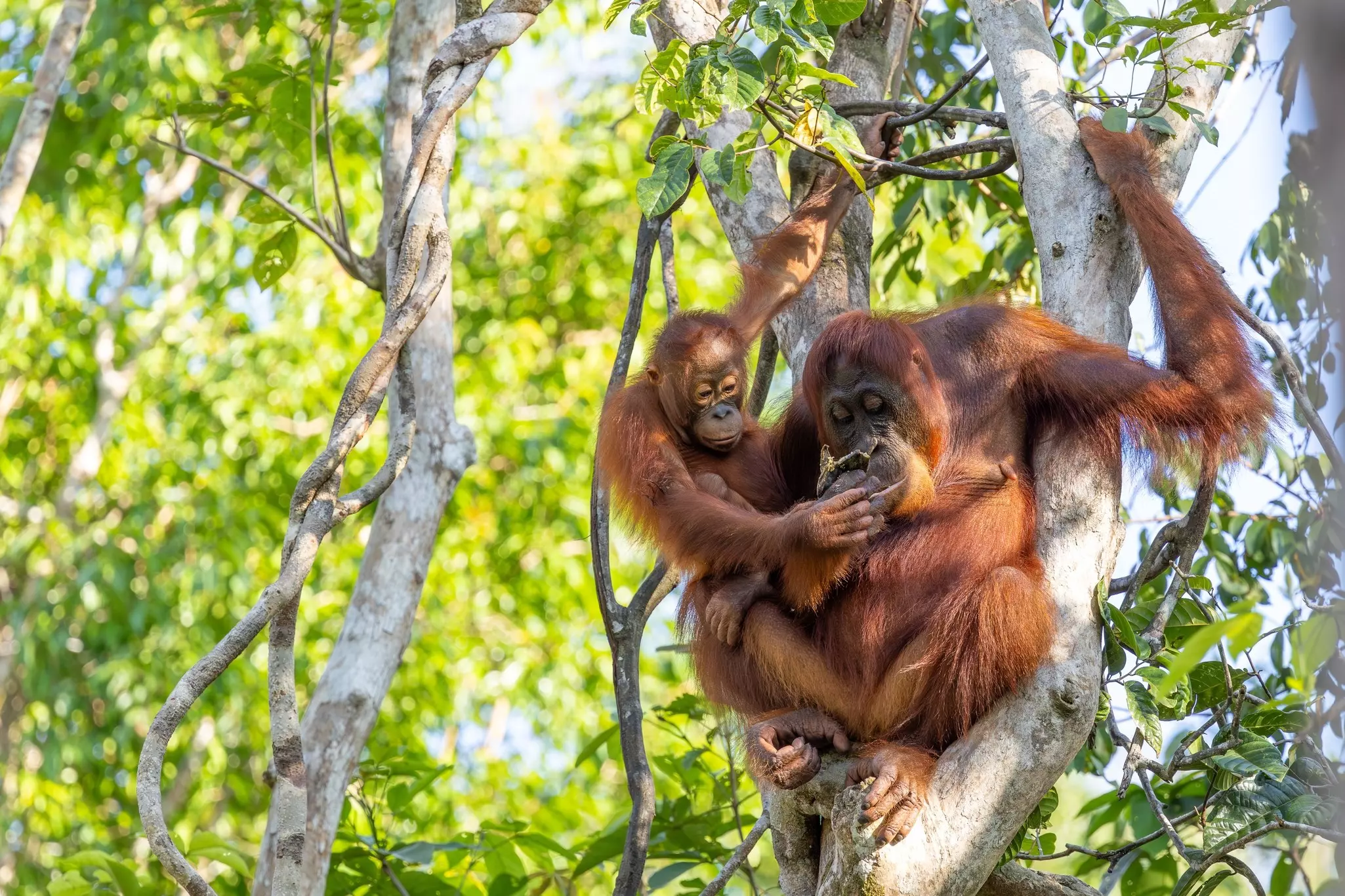 An orangutan and baby in Tanjung Puting National Park, Kalimantan, Indonesia. Sekar B/Shutterstock