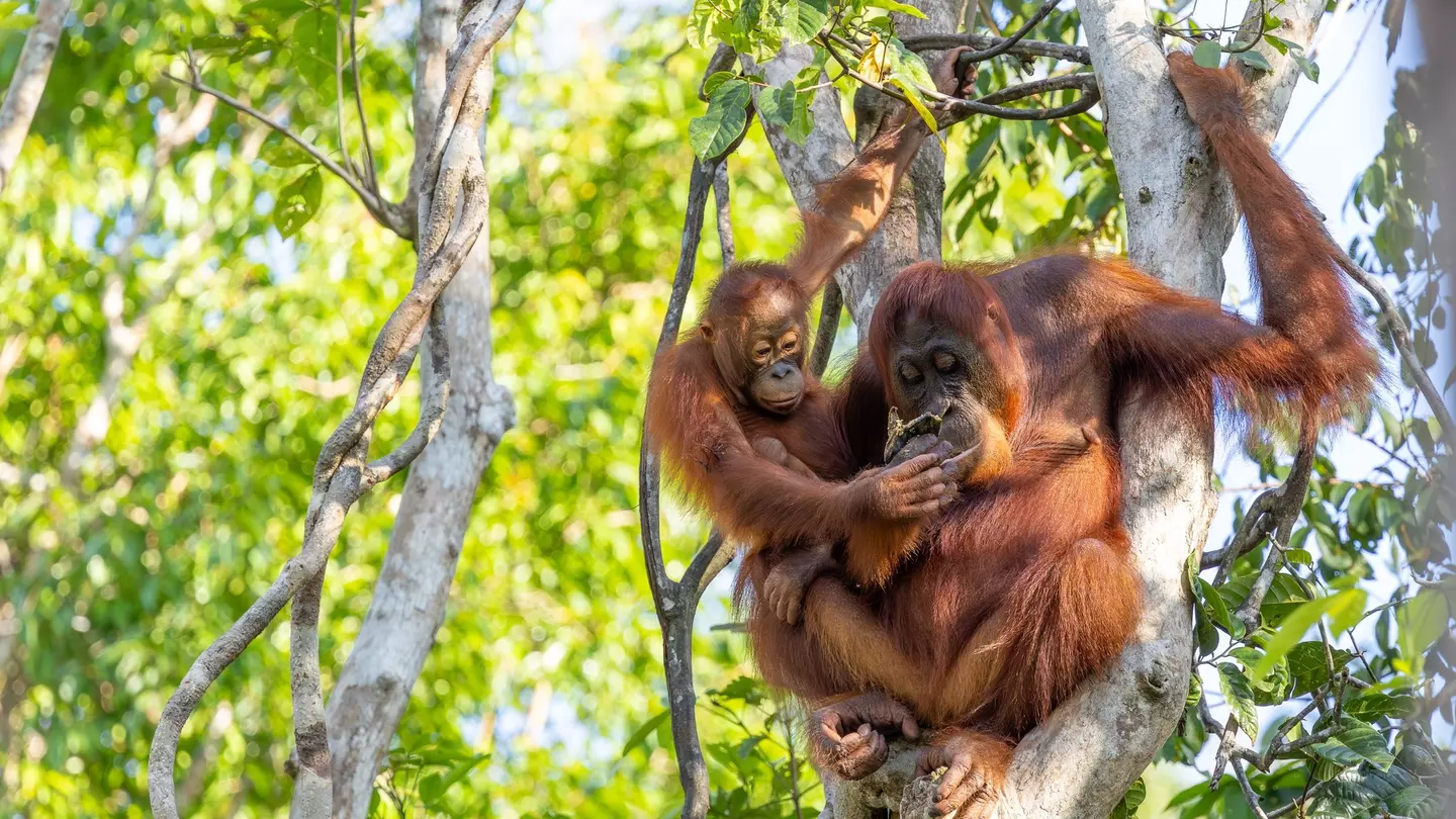 Two reddish orangutans in a tree in Indonesia.