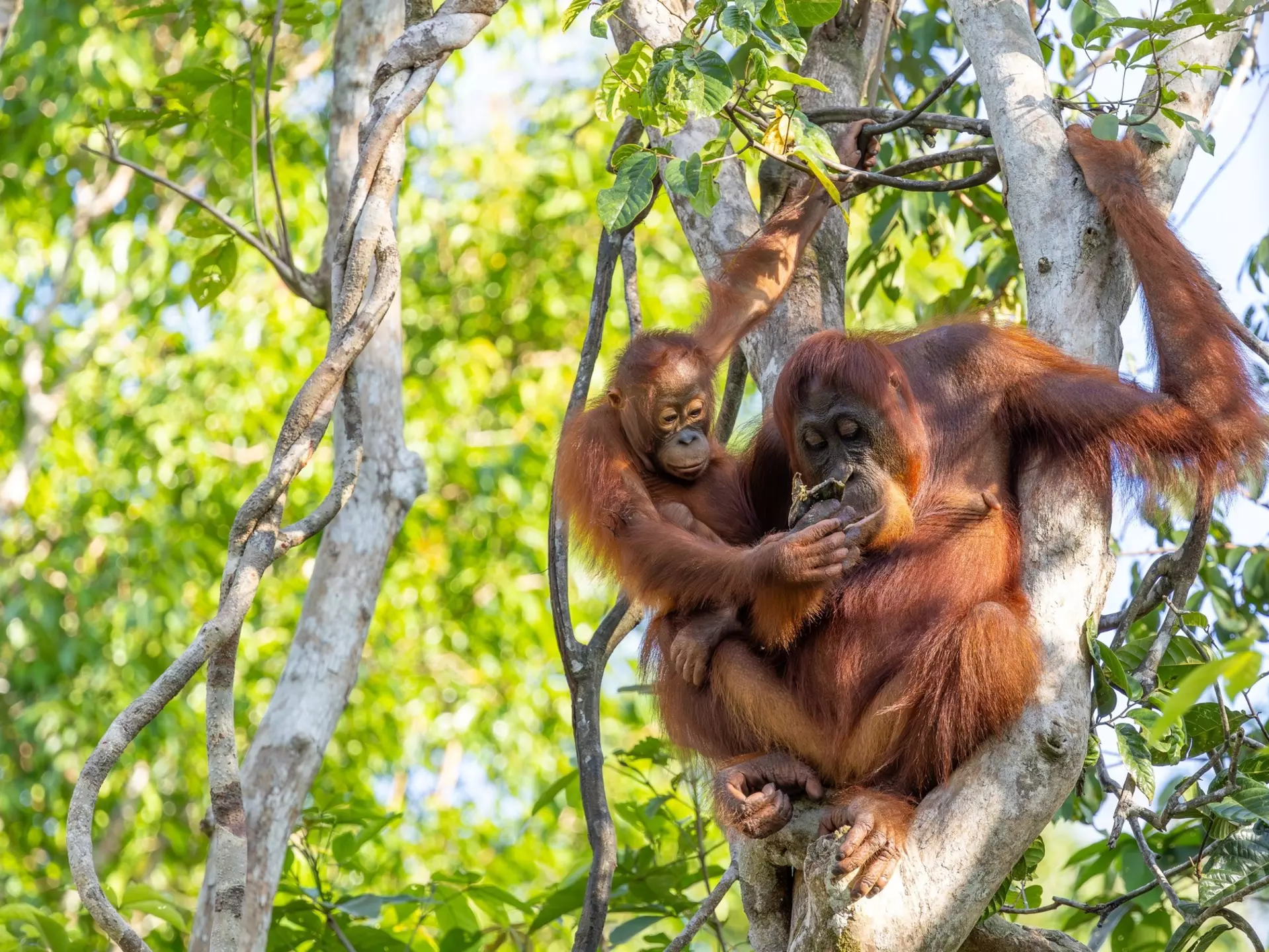 Two reddish orangutans in a tree in Indonesia.