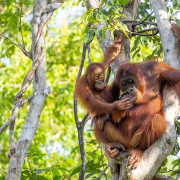 Two reddish orangutans in a tree in Indonesia.