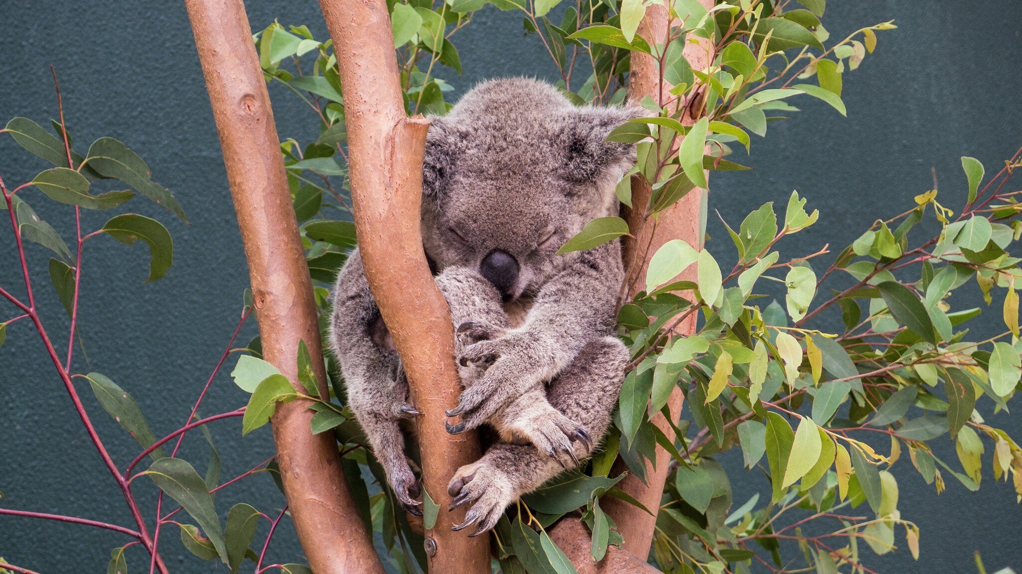 Sleeping koala (Phascolarctus cinereus) in Wild Life Sydney Zoo, Sydney, Australia.
