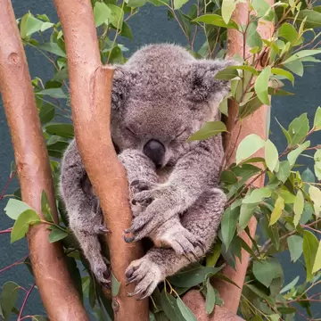 Sleeping koala (Phascolarctus cinereus) in Wild Life Sydney Zoo, Sydney, Australia.
