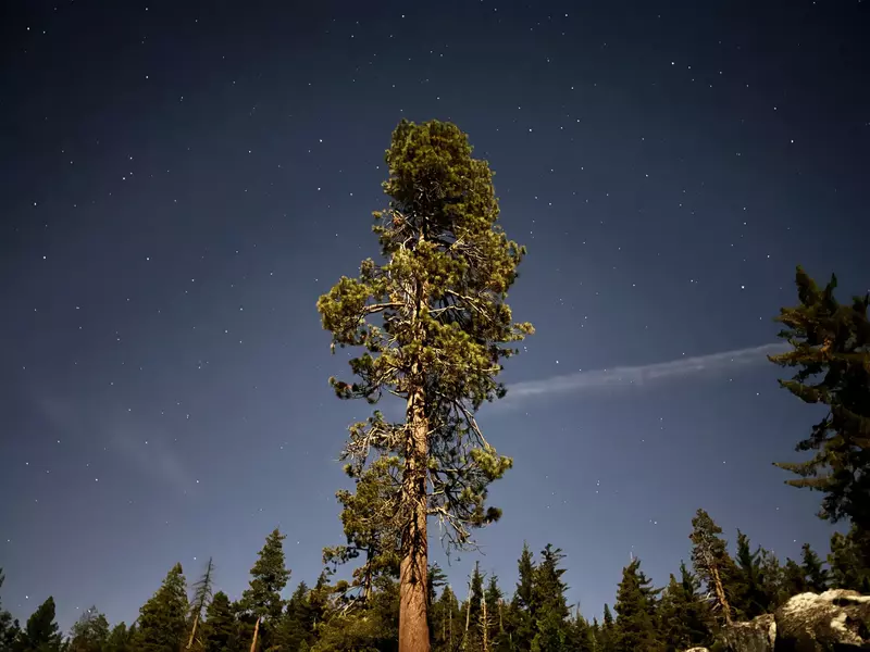 Dark blue sky is dotted with stars with a single green tree in the center.
