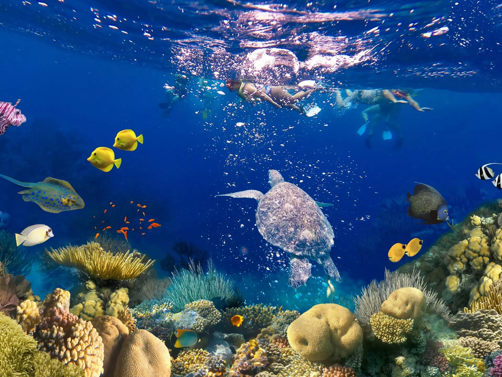 Snorkeling along the Mesoamerican Barrier Reef, Roatán, Honduras. Solarisys/Shutterstock