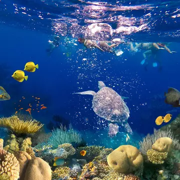 Snorkeling along the Mesoamerican Barrier Reef, Roatán, Honduras. Solarisys/Shutterstock