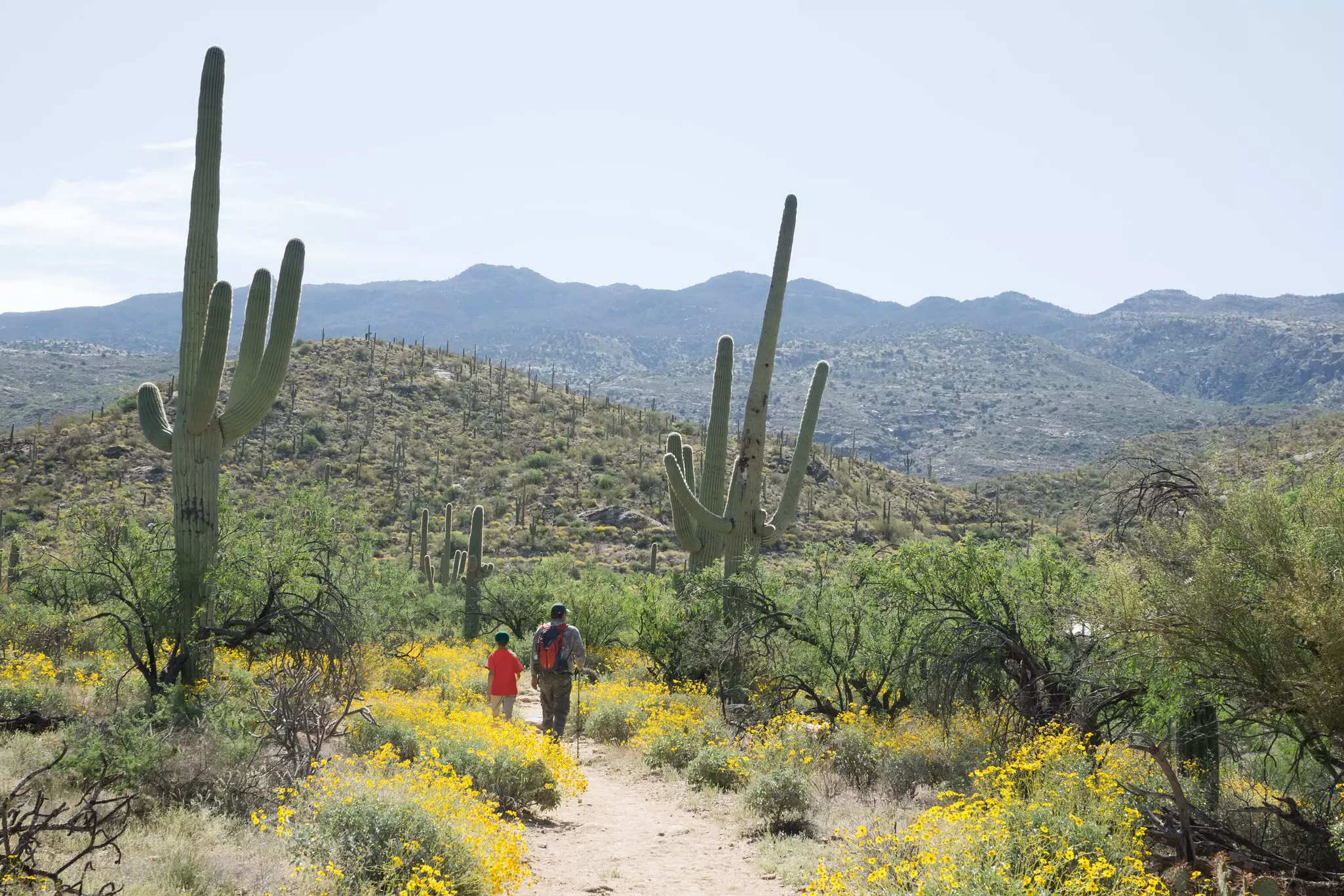An adult and child walk between cacti, with yellow flowers blooming alongside the path.