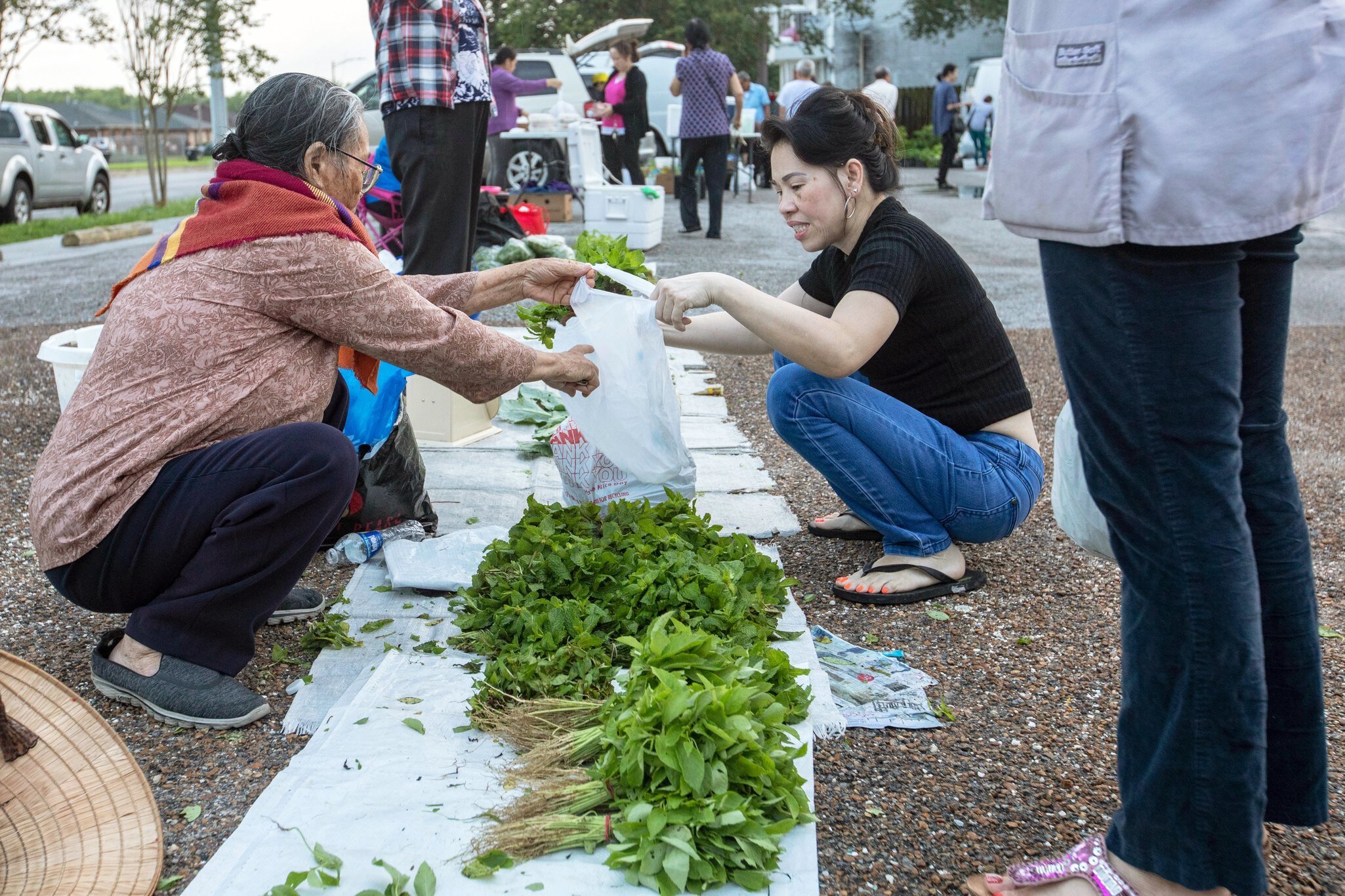 TB2MD0 New Orleans, Louisiana - A Vietnamese farmers market, held for a few hours early Saturday mornings in a parking lot in the city's Vietnamese community