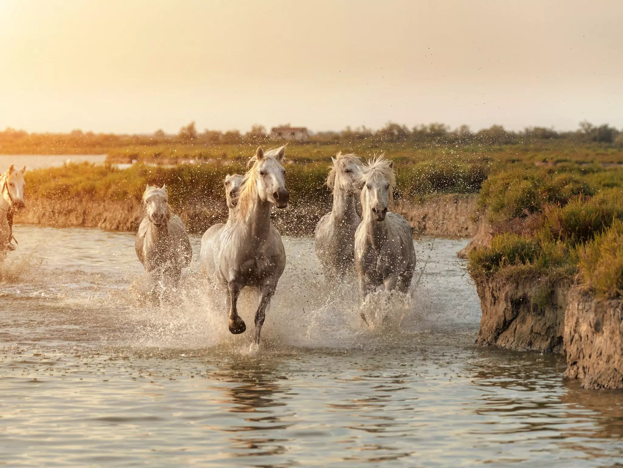 White horses running through water in Parc Regional de Camargue while the sun sets.