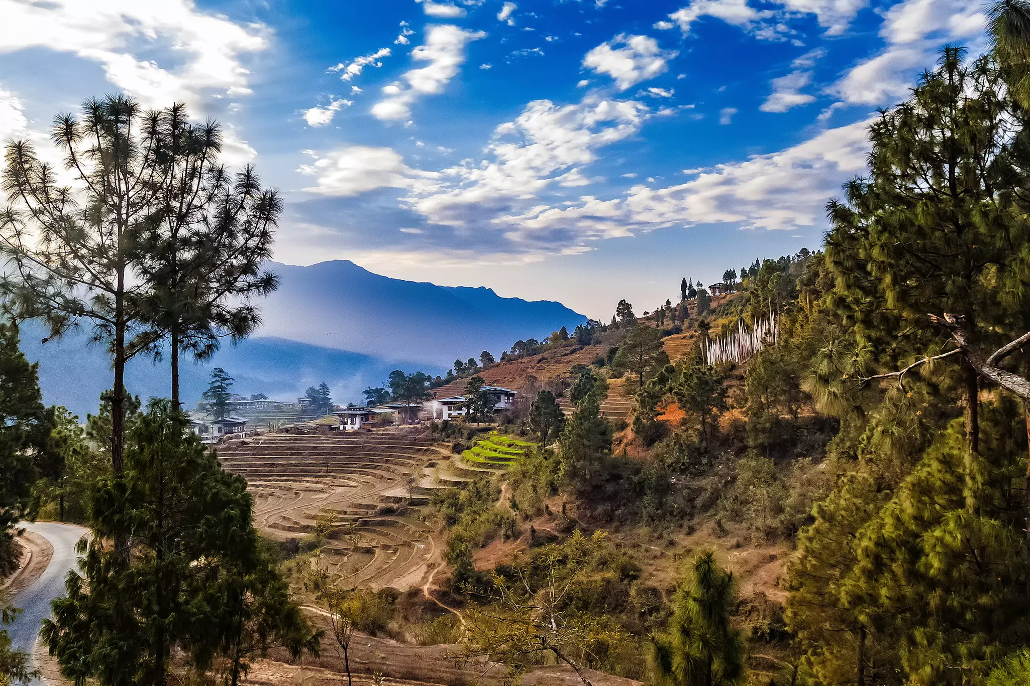 Terraced rice field withs rural houses and group of white prayer traditional buddhist flags in Punakha, Bhutan in the Himalayas in the early morning in spring.