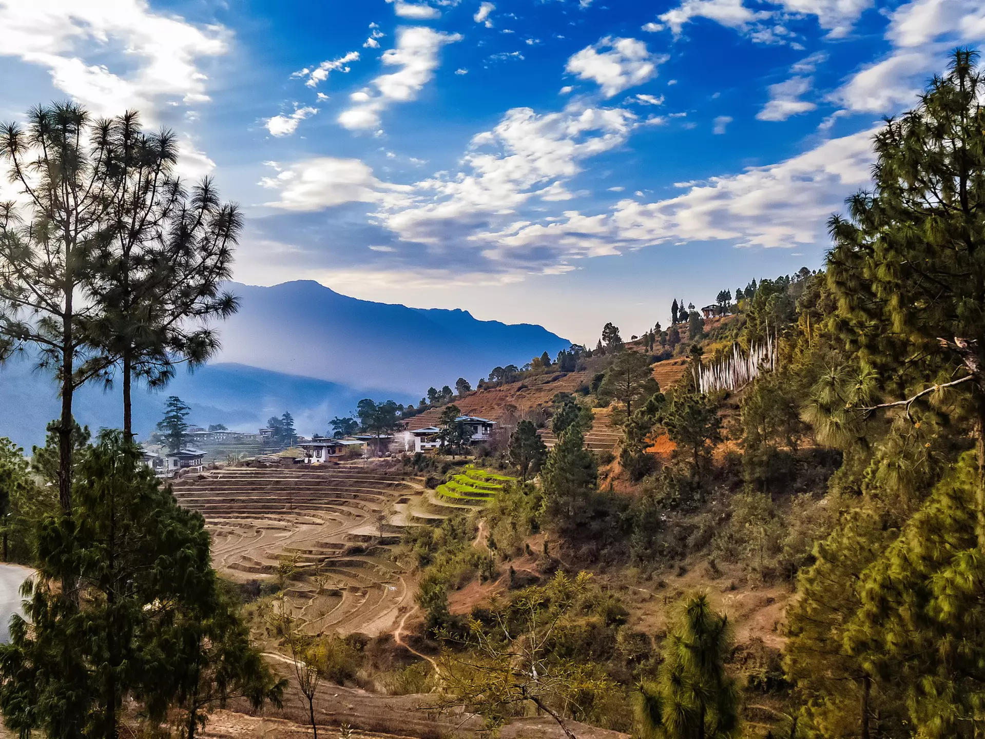 Terraced rice field withs rural houses and group of white prayer traditional buddhist flags in Punakha, Bhutan in the Himalayas in the early morning in spring.