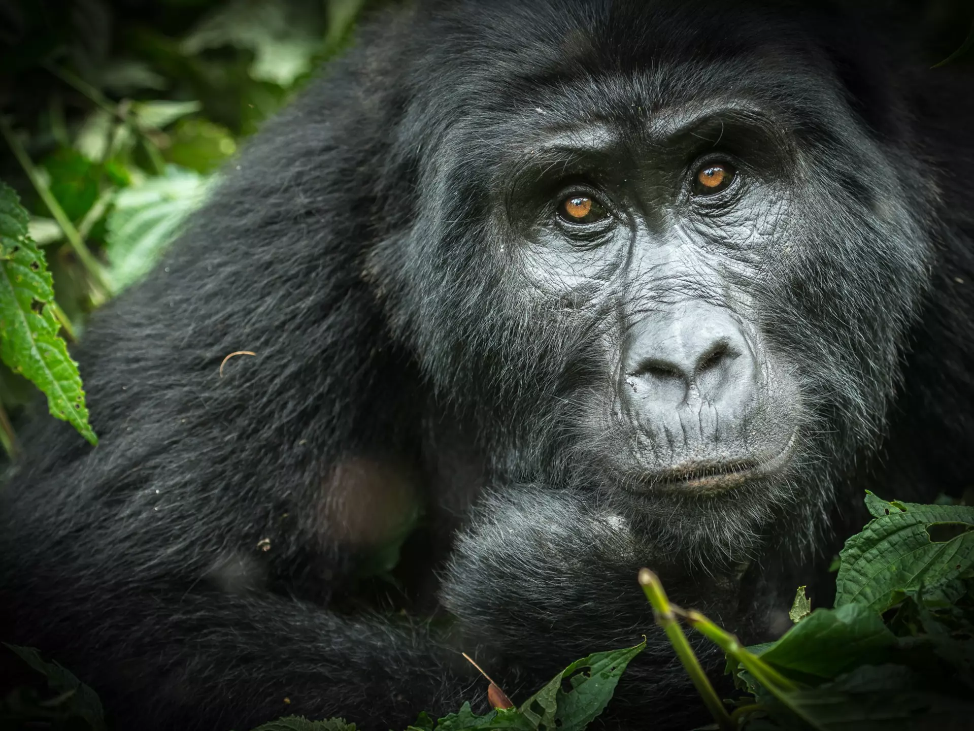 Portrait of Highland Gorilla, Bwindi Impenetrable Forest, Uganda.