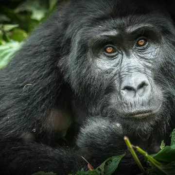 Portrait of Highland Gorilla, Bwindi Impenetrable Forest, Uganda.