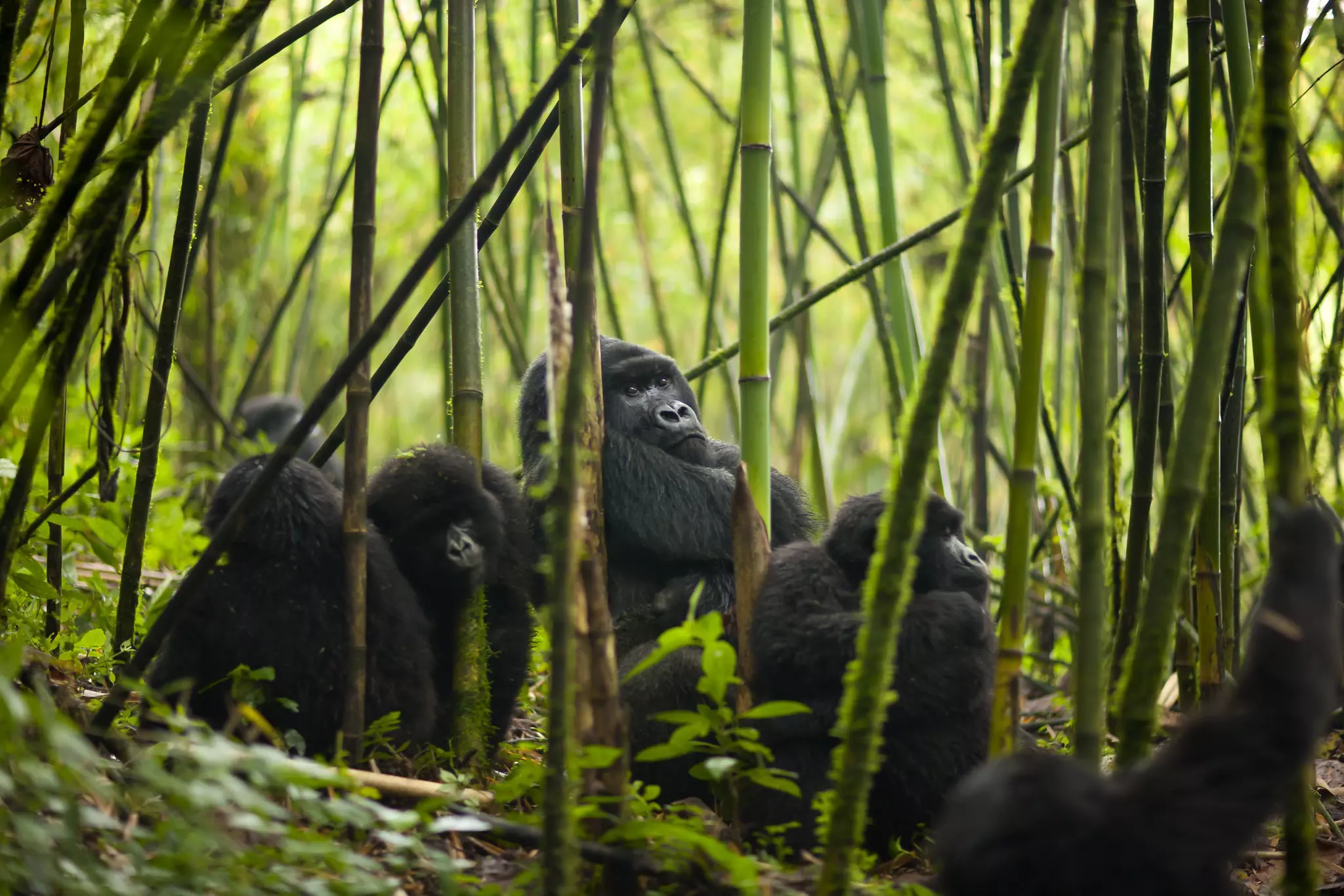 The largest group of gorillas in Rwanda has more than 30 members © Courtesy of Visit Rwanda
