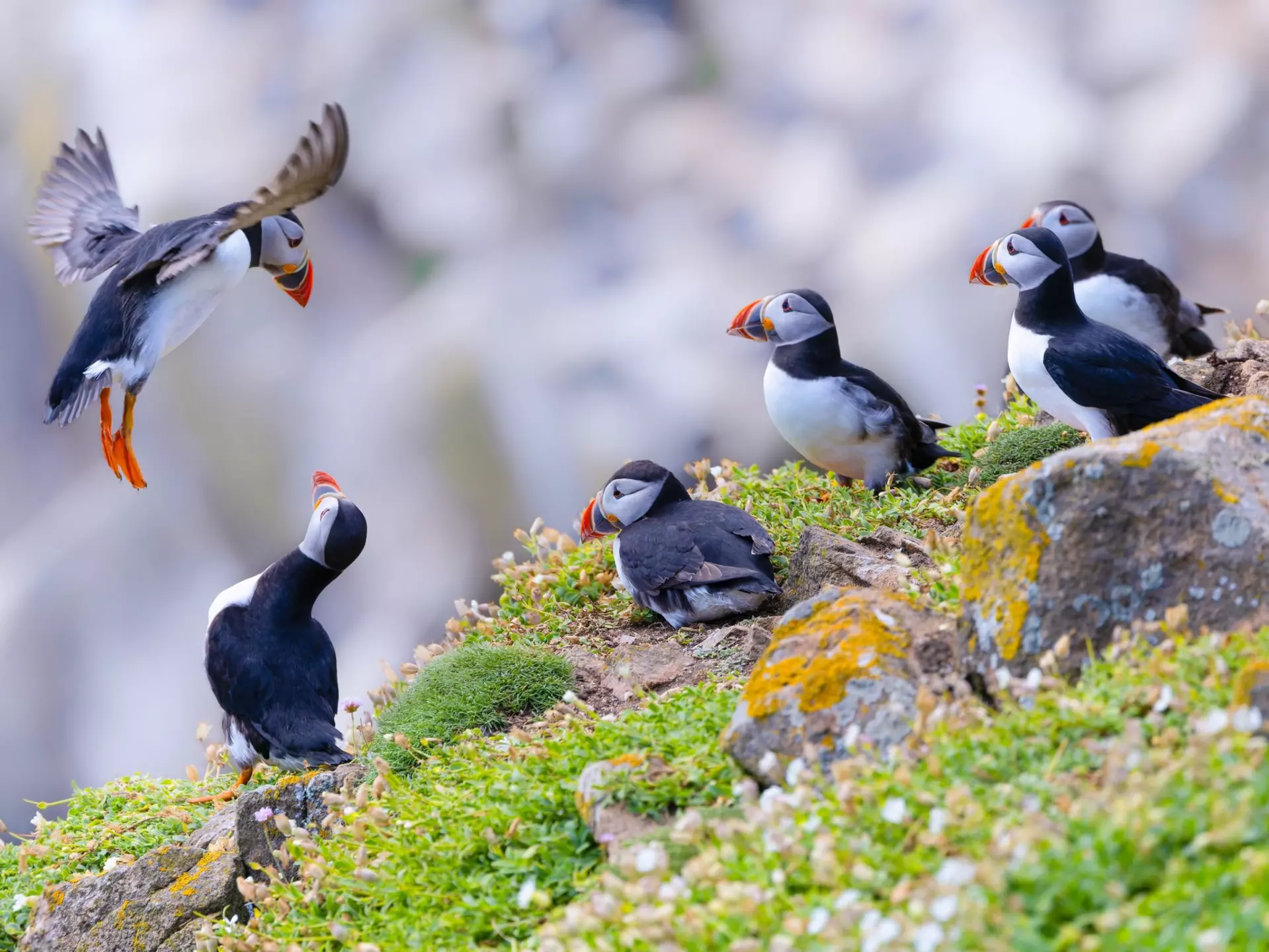Group of six Atlantic Puffins known as colony or puffinry gather together on rocky slope, showing their colorful red orange beaks. One bird flying to land, watched by others. Saltee Islands, Ireland 