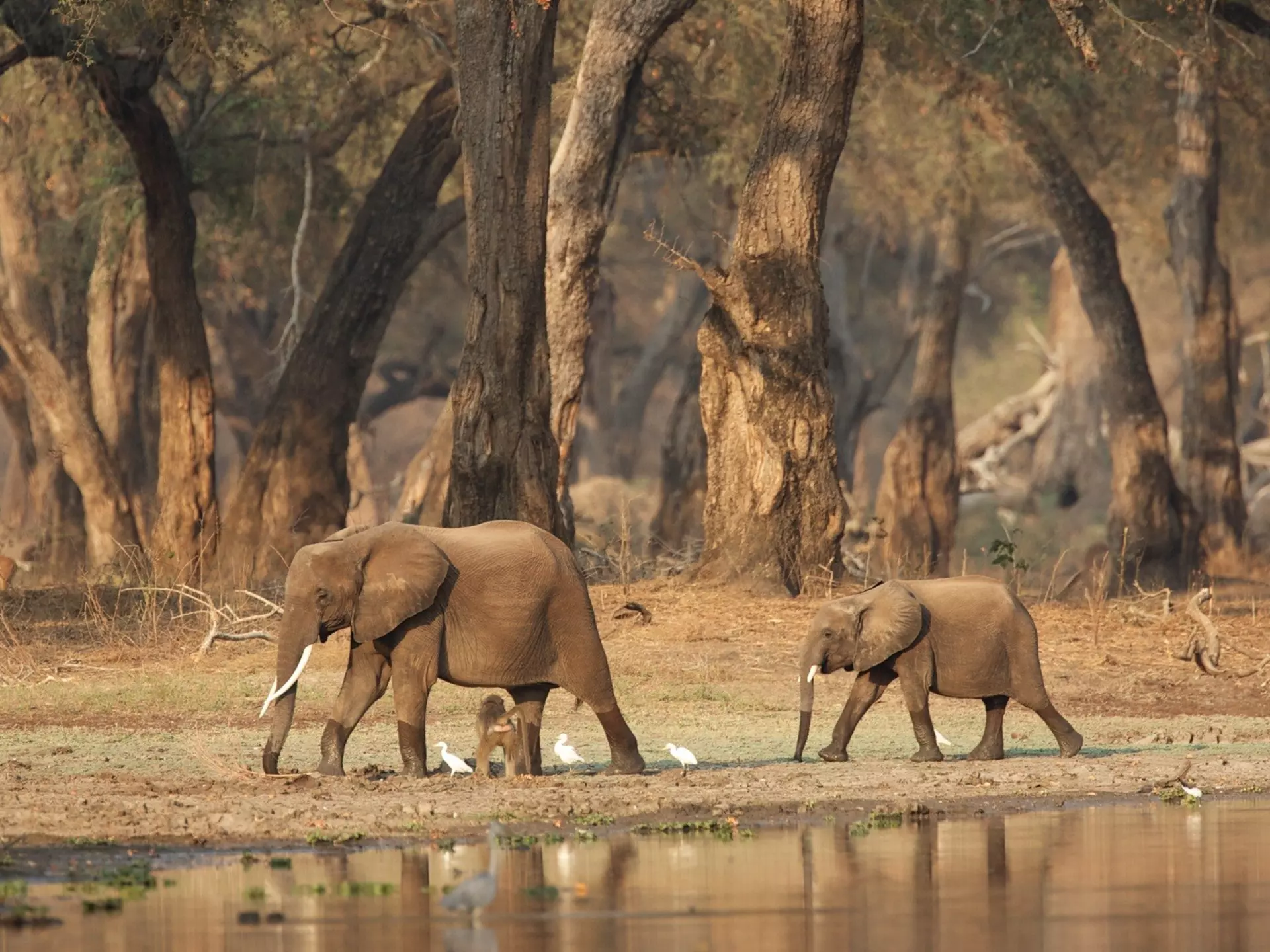 Spotting majestic African elephants in the wild is something you’ll never forget © David Fettes / Getty Images