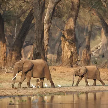Spotting majestic African elephants in the wild is something you’ll never forget © David Fettes / Getty Images