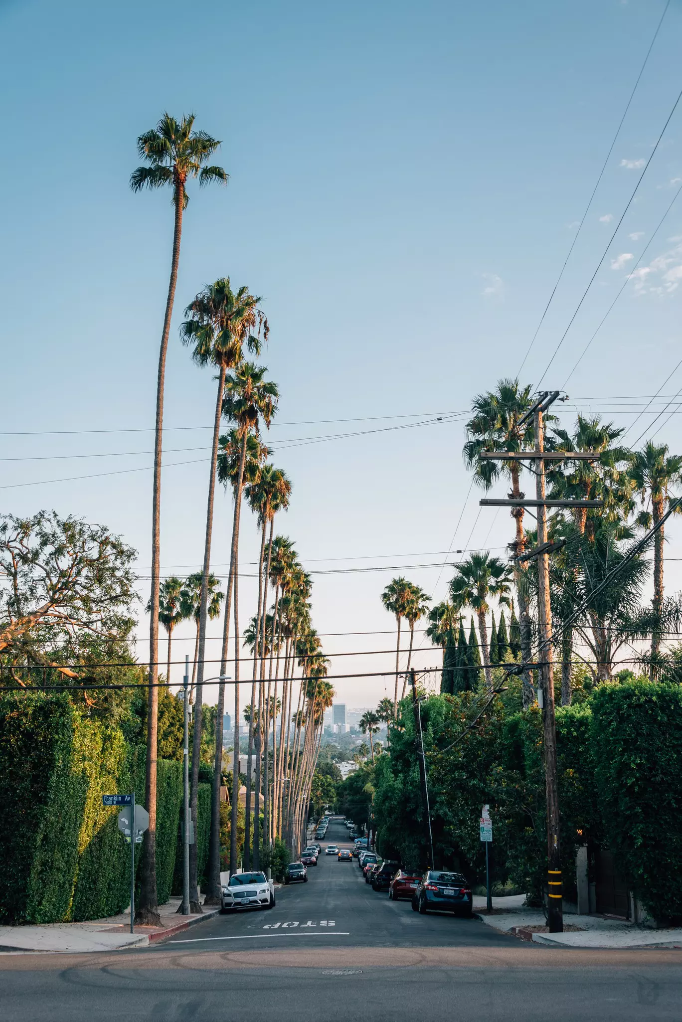 Palm trees along a street in Hollywood, Los Angeles, California