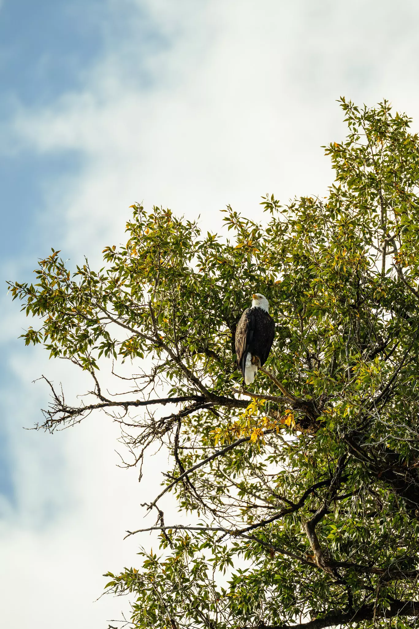 Bald Eagle on the Snake River, Jackson, Wyoming. September 2025.