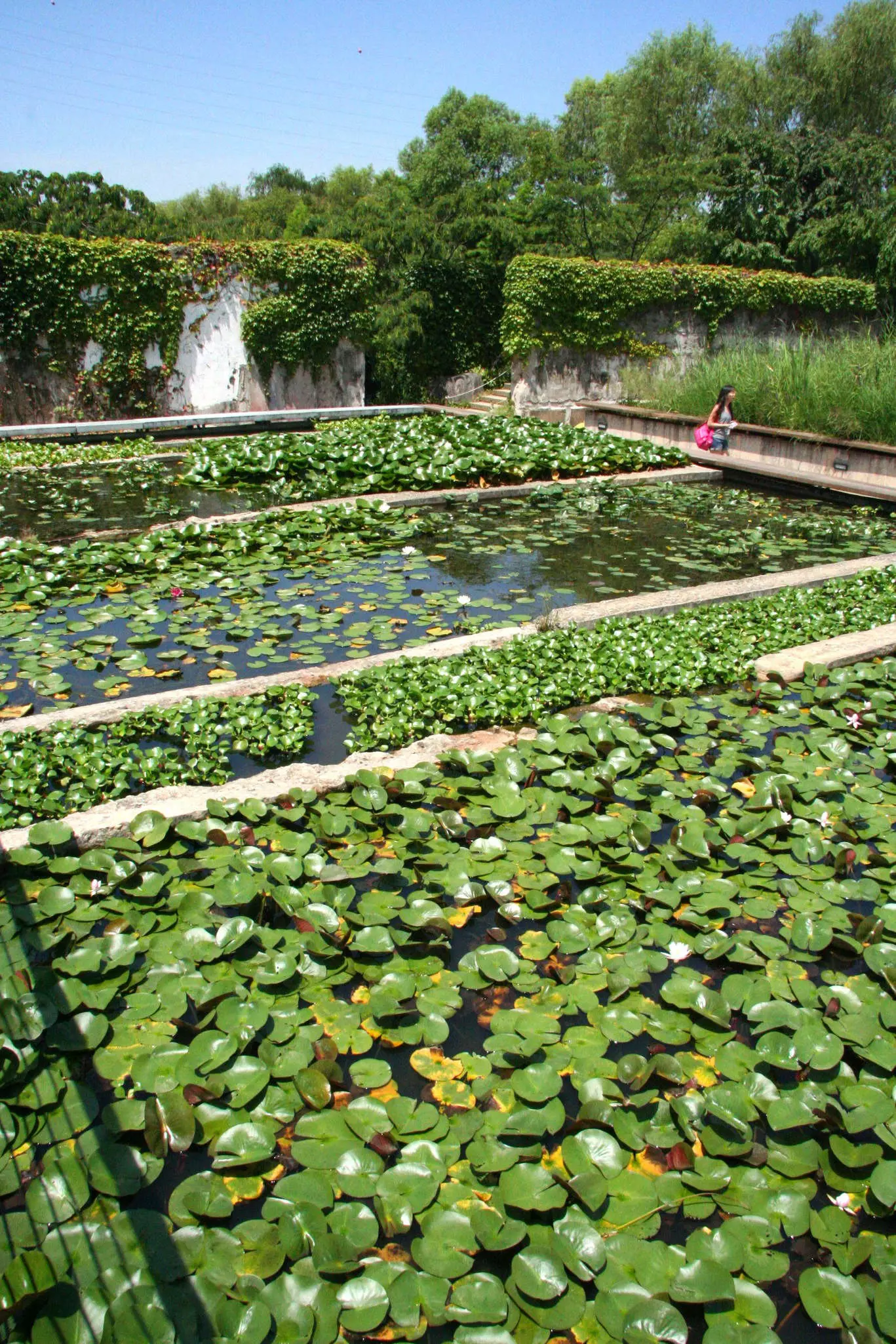 Lotuses in ponds created in a former water filtration plant on island in Han River.