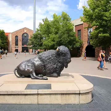 University of Colorado bison's mascot "Ralphie" located on the campus of the University of Colorado adjacent to Folsom Football Field.