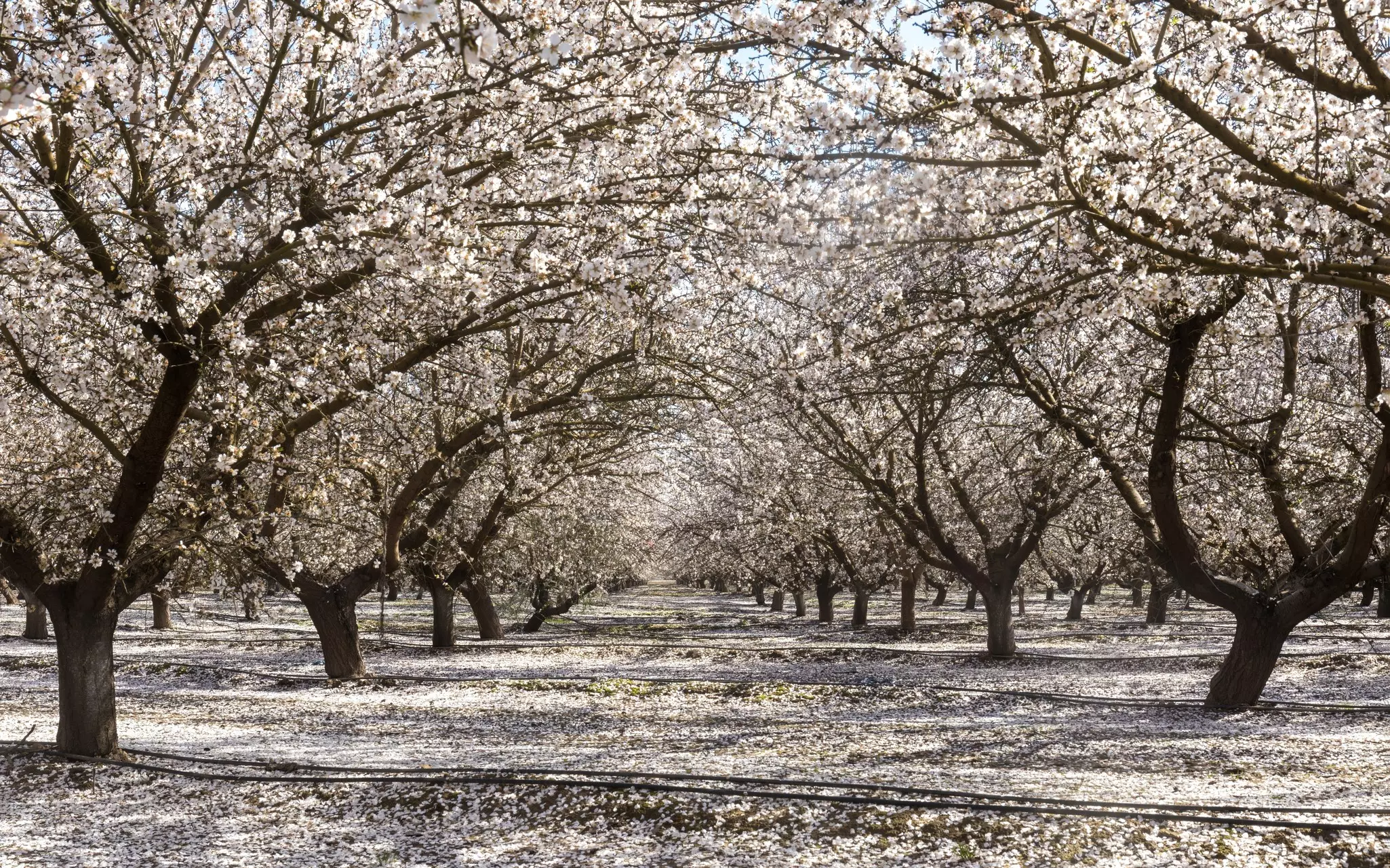 Line of trees with white blossoms on the trees and covering the ground.