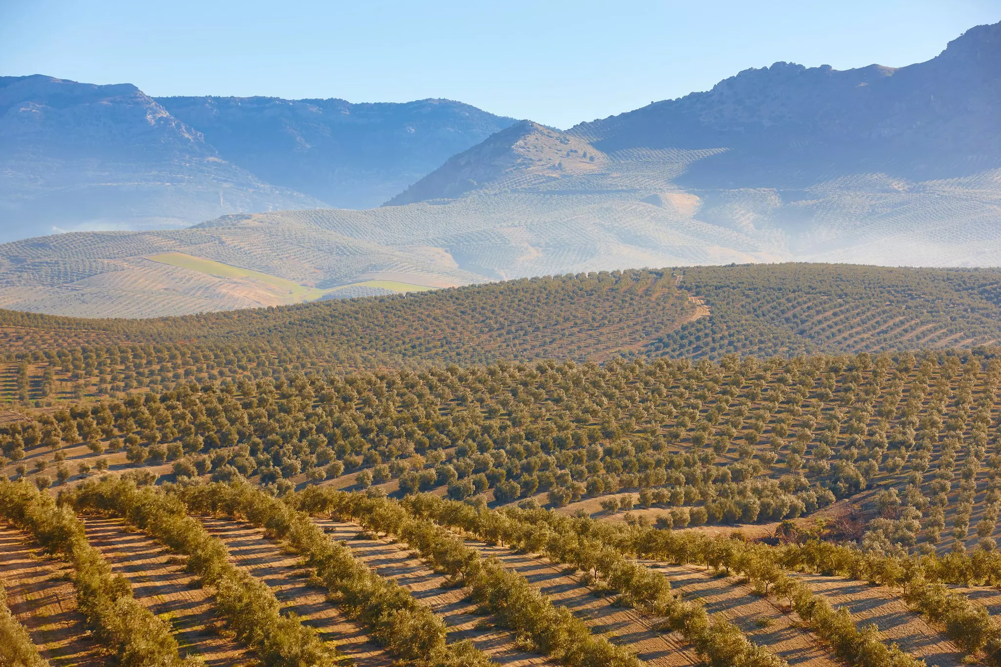 The rolling olive groves of Andalucía take centre stage during Martos' olive festival © ABB Photo / Shutterstock