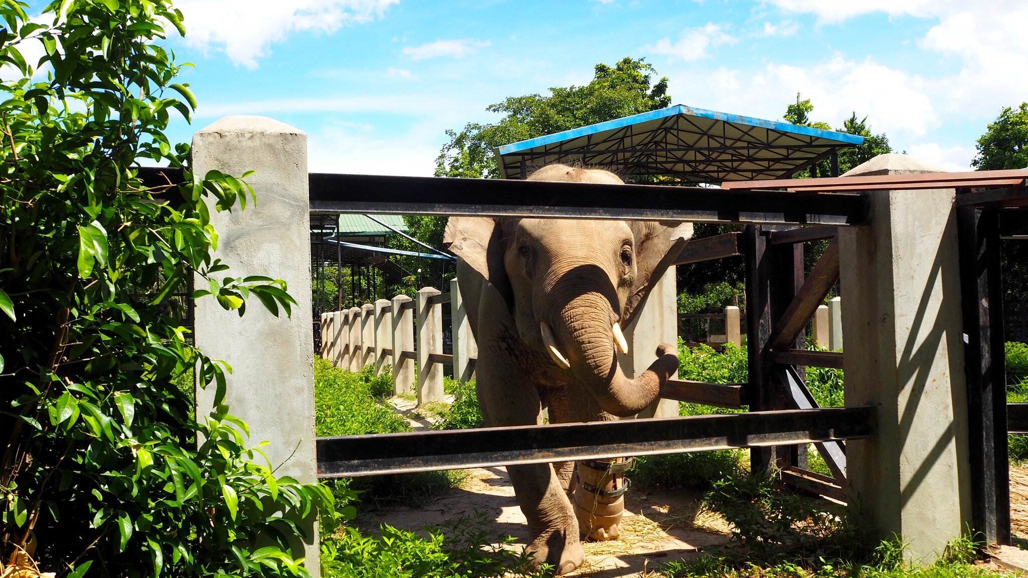 Cambodia Phnom Penh－July 30, 2016: All of the animals have been rescued from the illegal wildlife trade or are victims of habitat loss. Photo taken in Phnom Tamao wildlife Rescue Centre.; Shutterstock ID 1826711432;