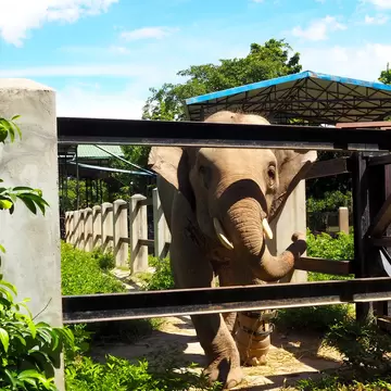 Cambodia Phnom Penh－July 30, 2016: All of the animals have been rescued from the illegal wildlife trade or are victims of habitat loss. Photo taken in Phnom Tamao wildlife Rescue Centre.; Shutterstock ID 1826711432;