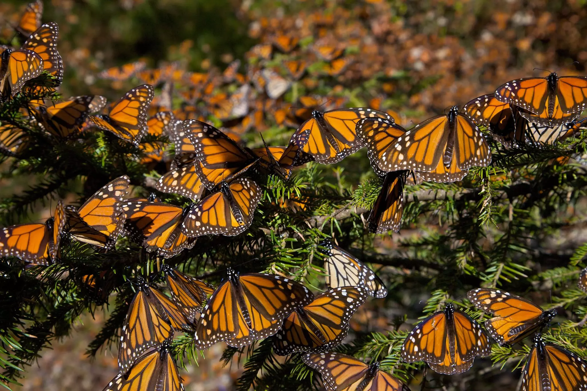 Dozens of orange monarch butterflies land on the branches of a pine tree.