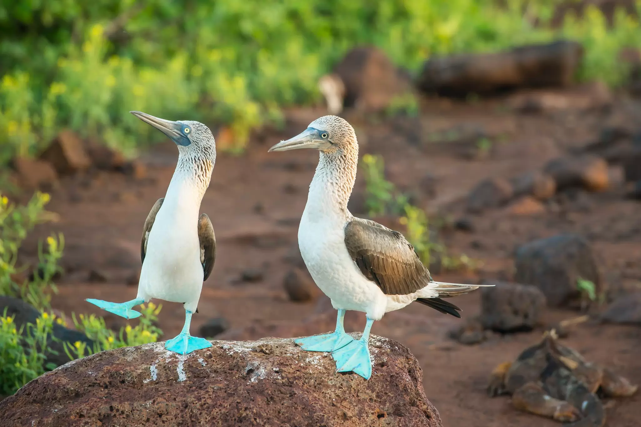 Two seabirds with blue feet stand on a rock, the Galápagos Islands