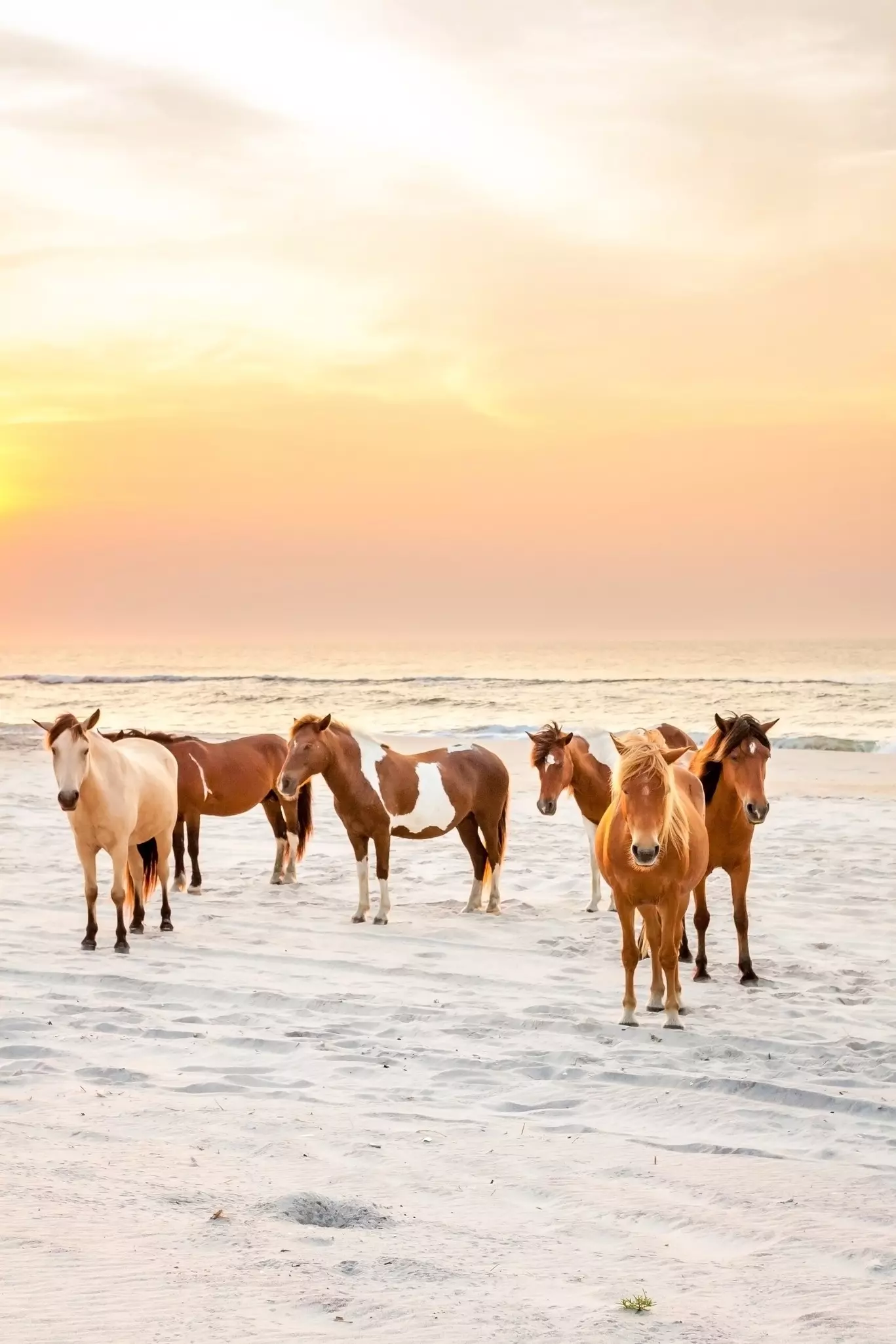 A pinto wild pony near sand dunes at Assateague Island National Seashore, Maryland