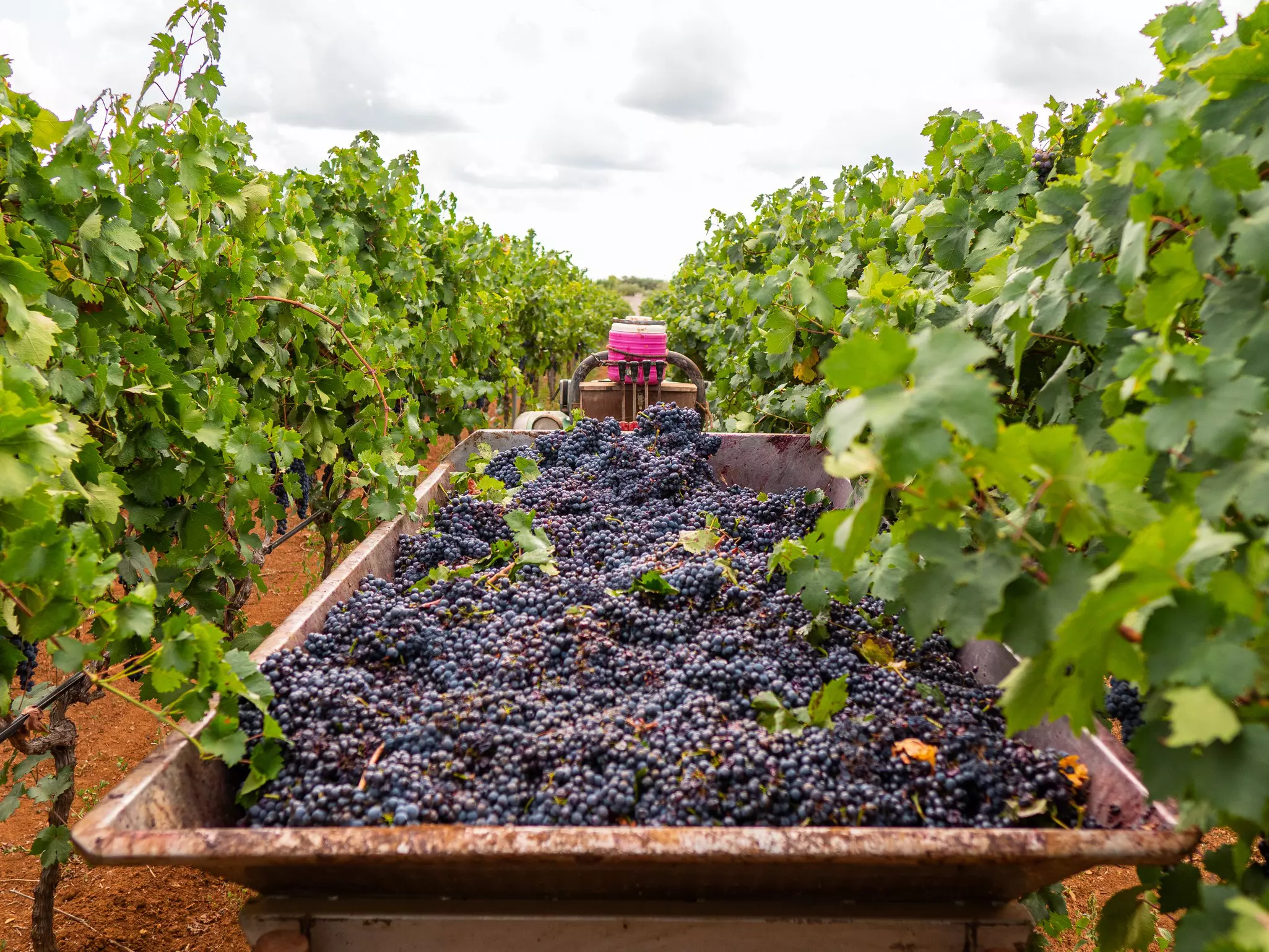 A bin of purple grapes between green vines.