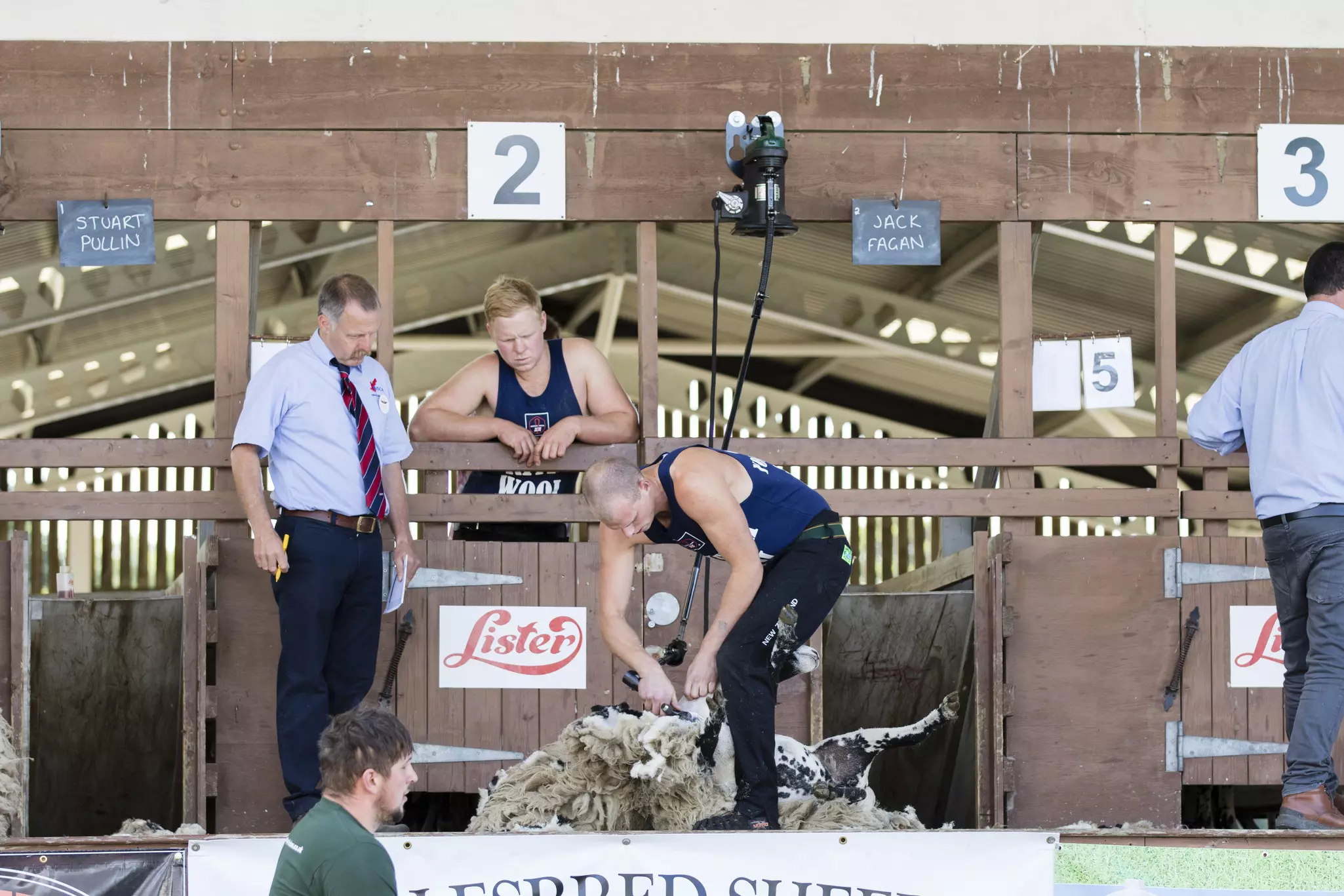 A sheep shearing competition in New Zealand