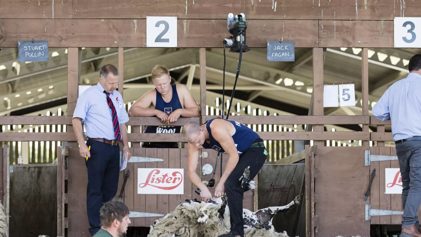 A sheep shearing competition in New Zealand