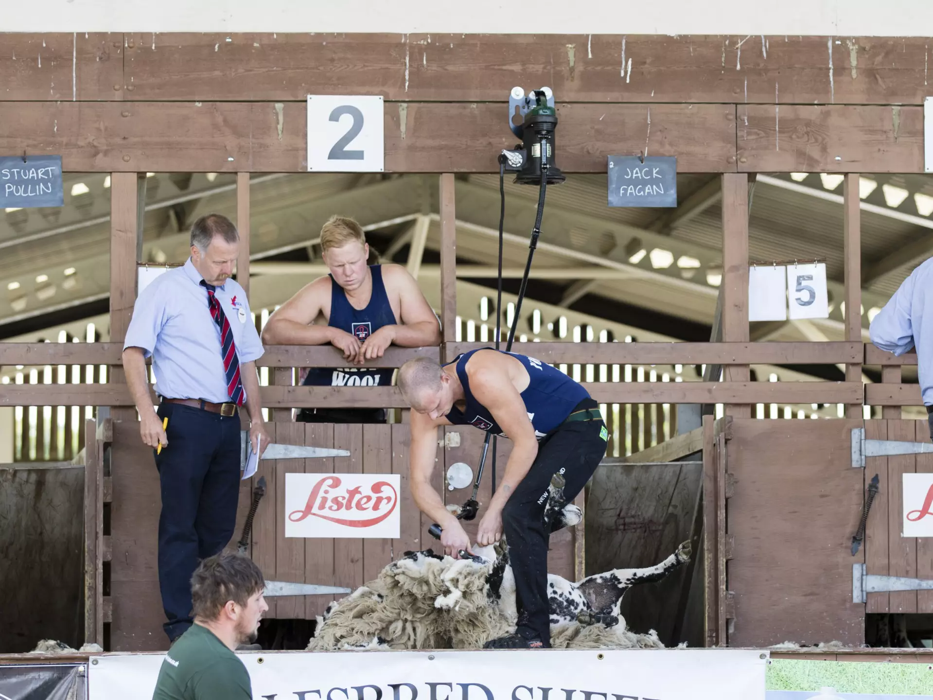 A sheep shearing competition in New Zealand