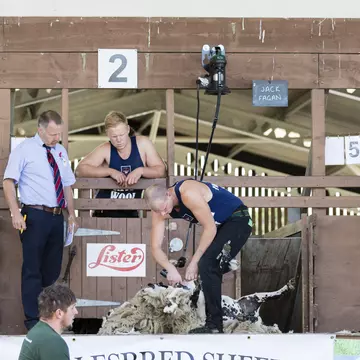 A sheep shearing competition in New Zealand