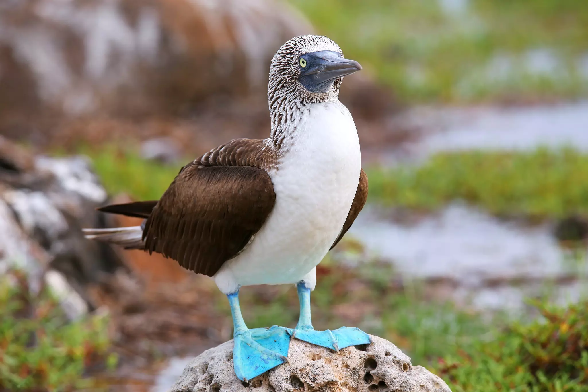Closeup of a blue-footed booby standing on a rock on North Seymour Island, Galapagos National Park