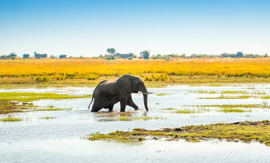 African elephant wading through shallow water on a grassy floodplain in Chobe National Park, with lodges on the horizon