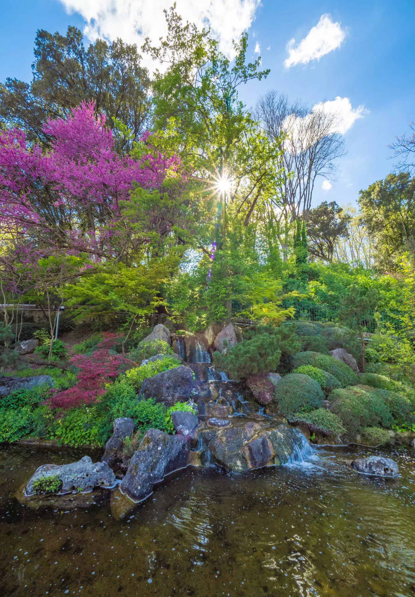The Botanical Garden in Trastevere is a lush university park with monumental fountains and a Japanese garden here in the bloom called Hanami.